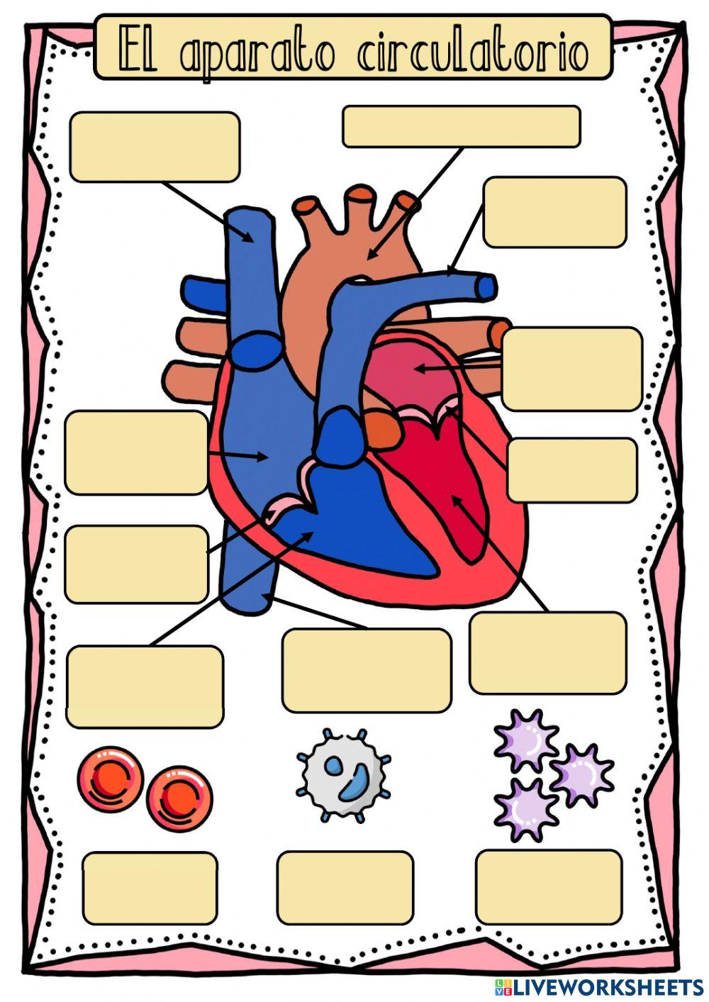El aparato circulatorio
