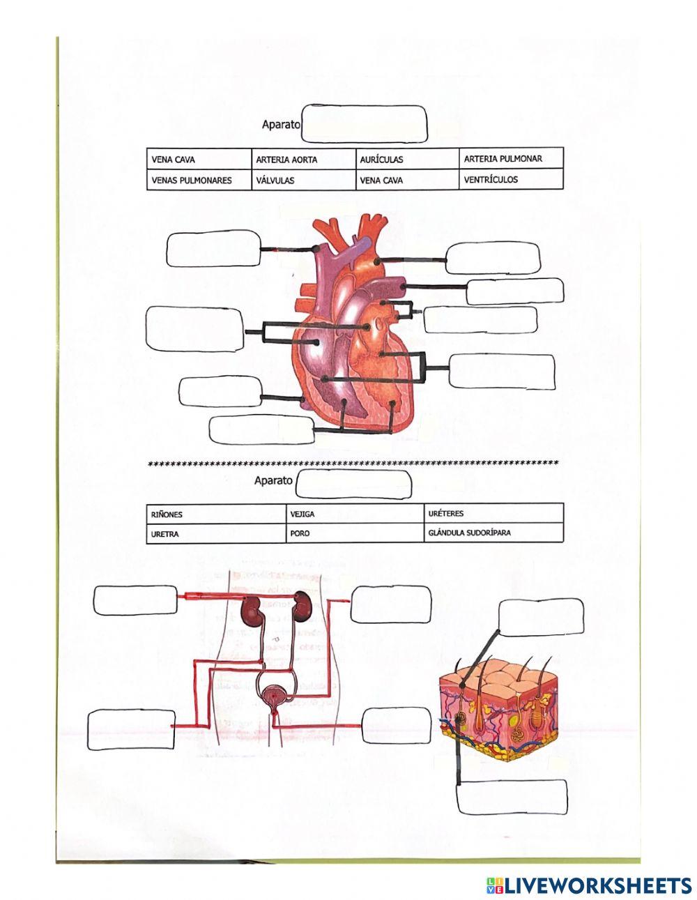 órganos de la función de nutrición