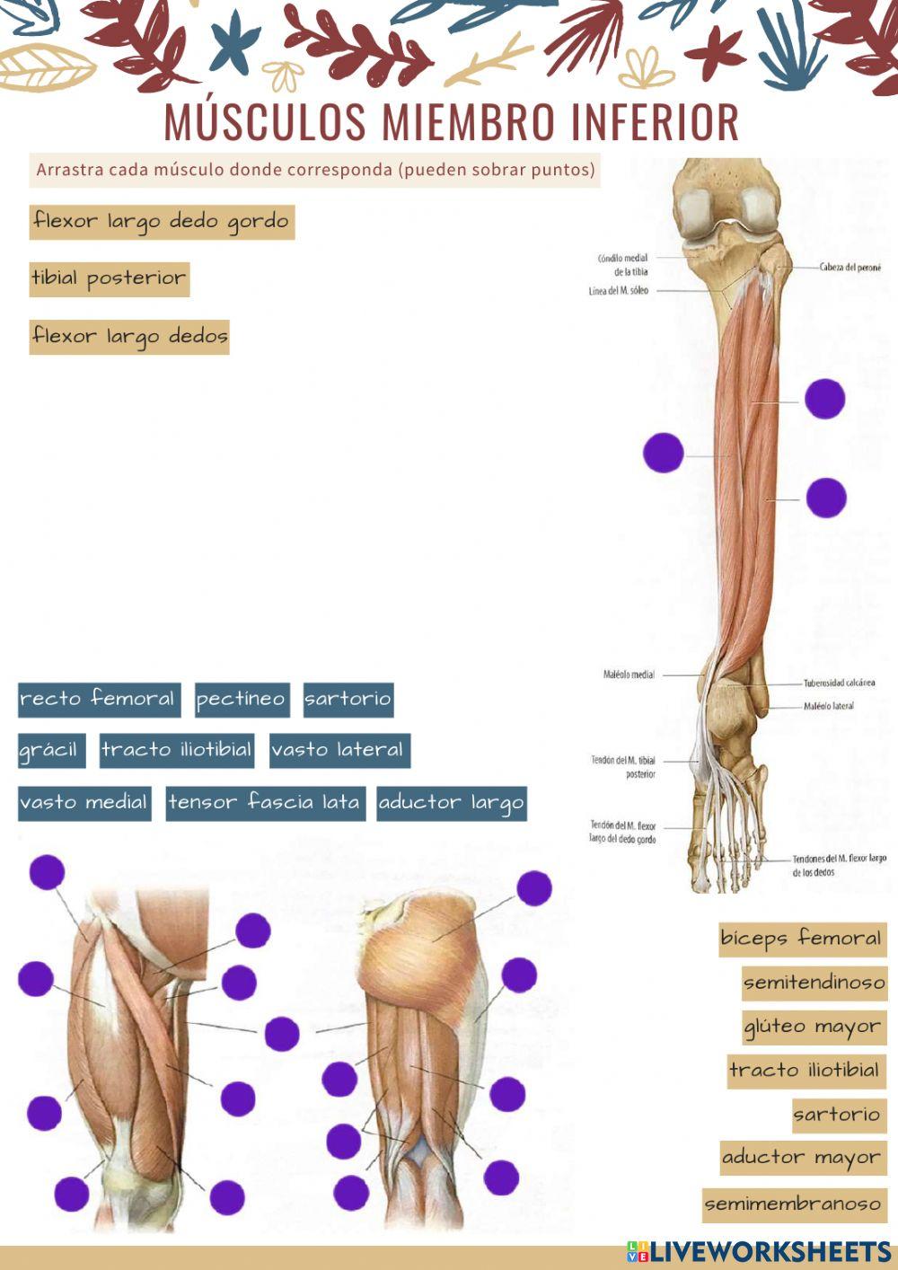 Músculos miembro inferior 2
