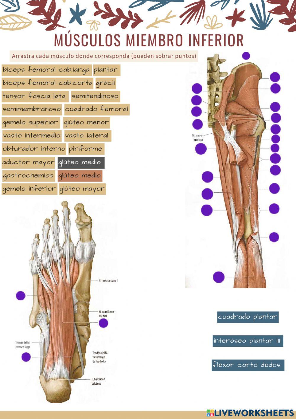 Músculos miembro inferior 2