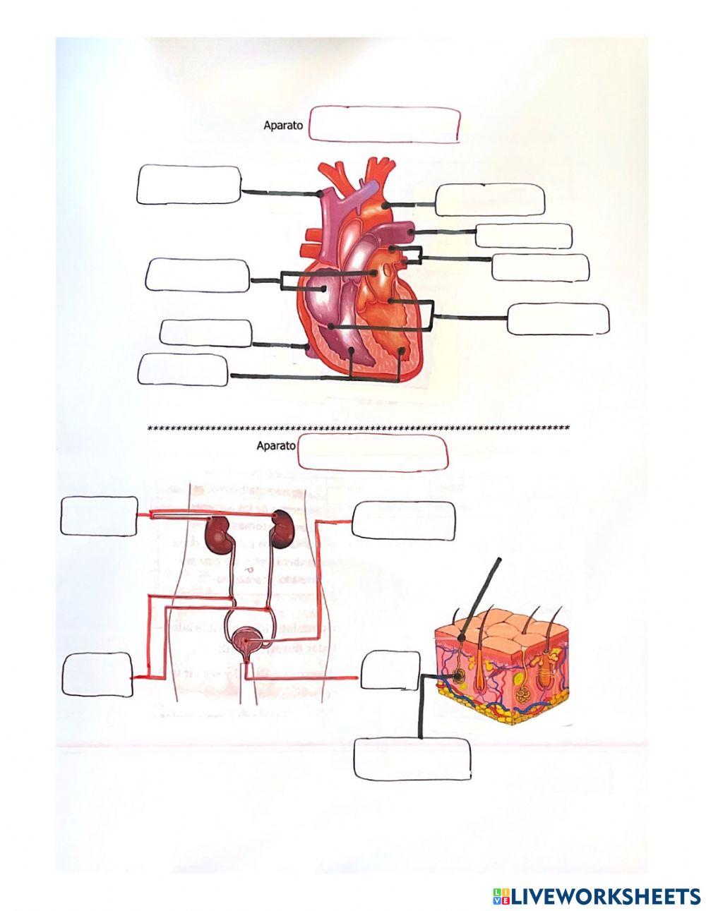 Órganos de la función de nutrición