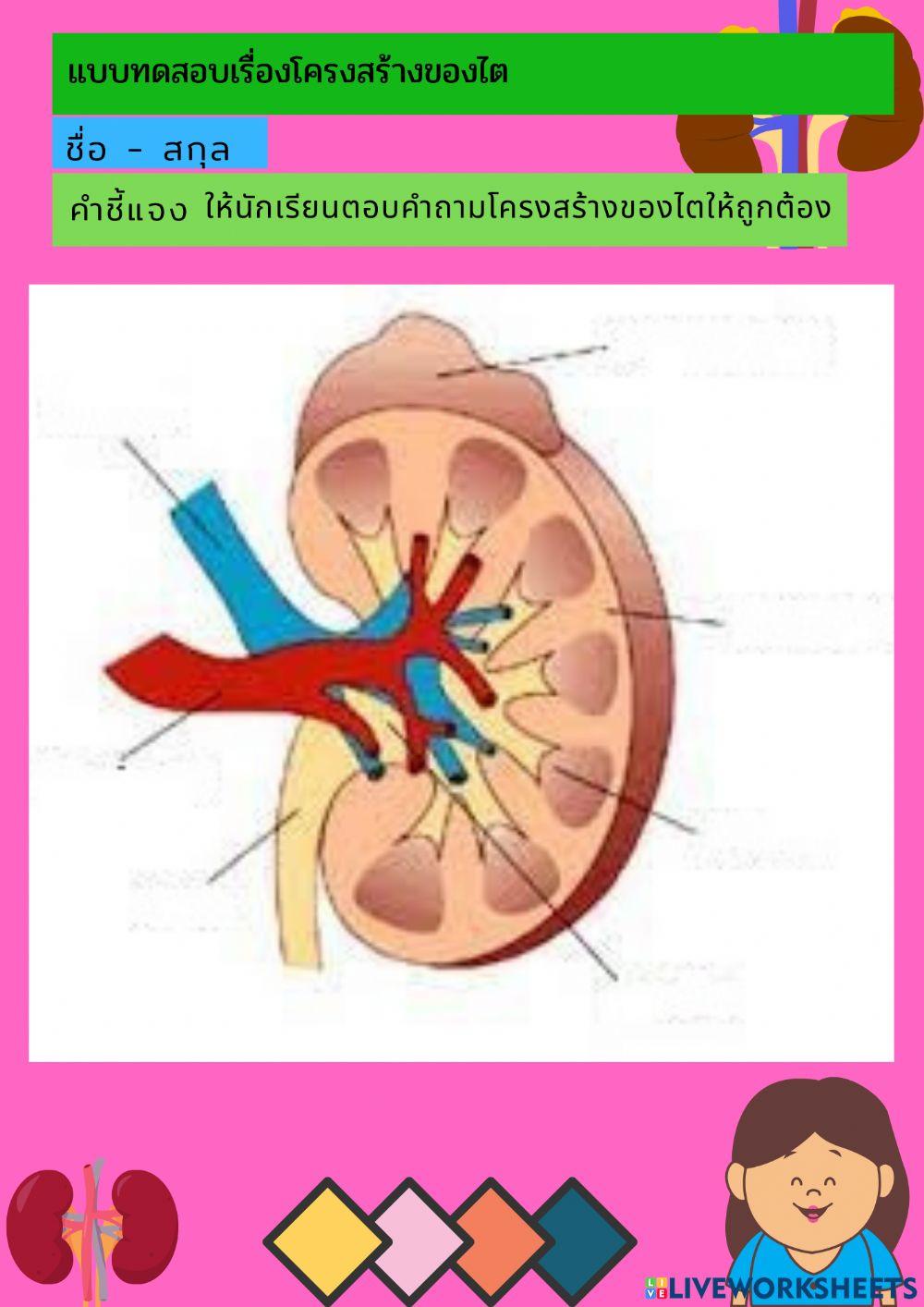 แบบทดสอบโครงสร้างของไต ม.5) 2