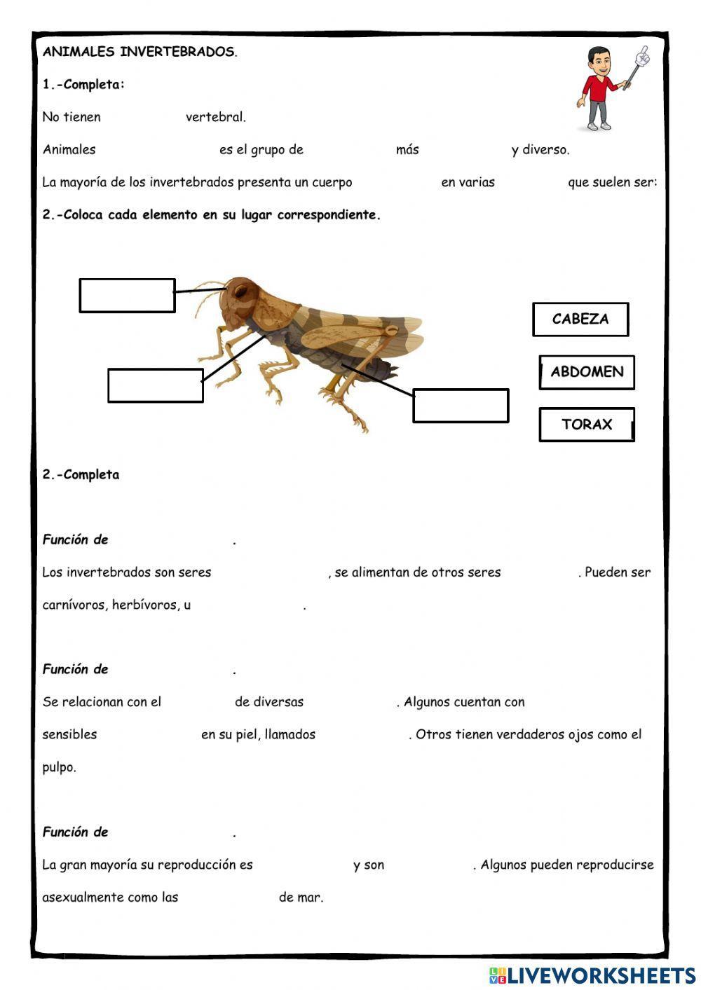 Animales invertebrados