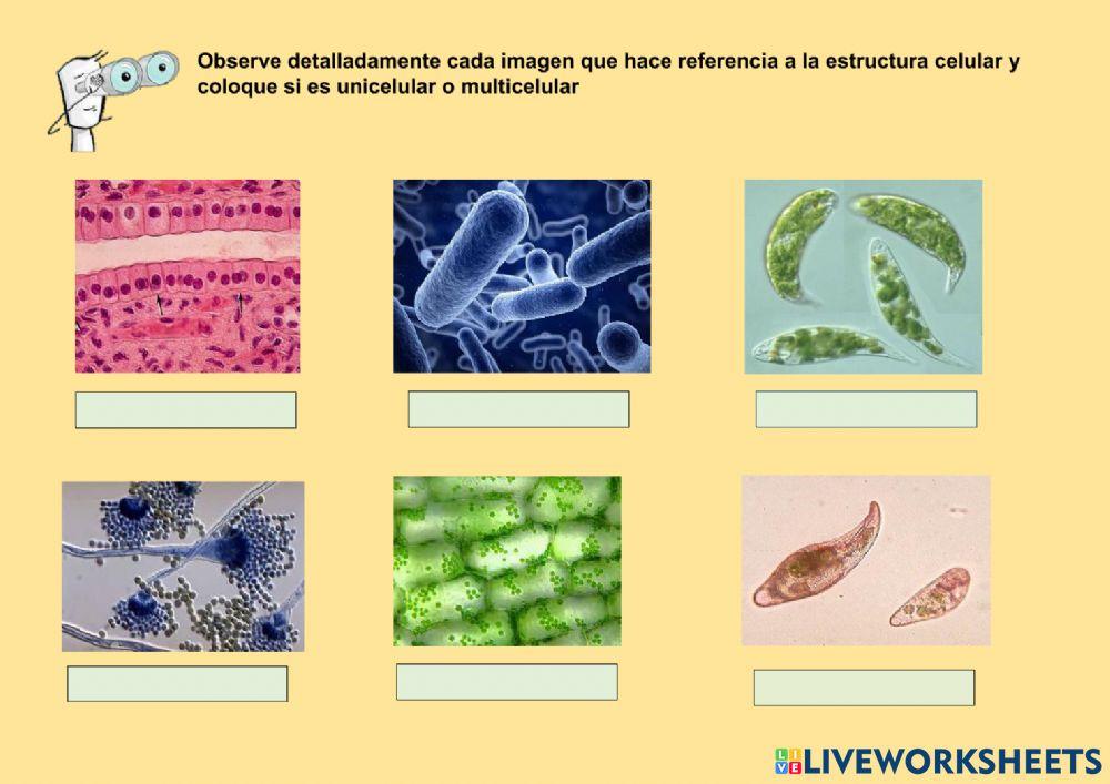 Características de los seres vivos