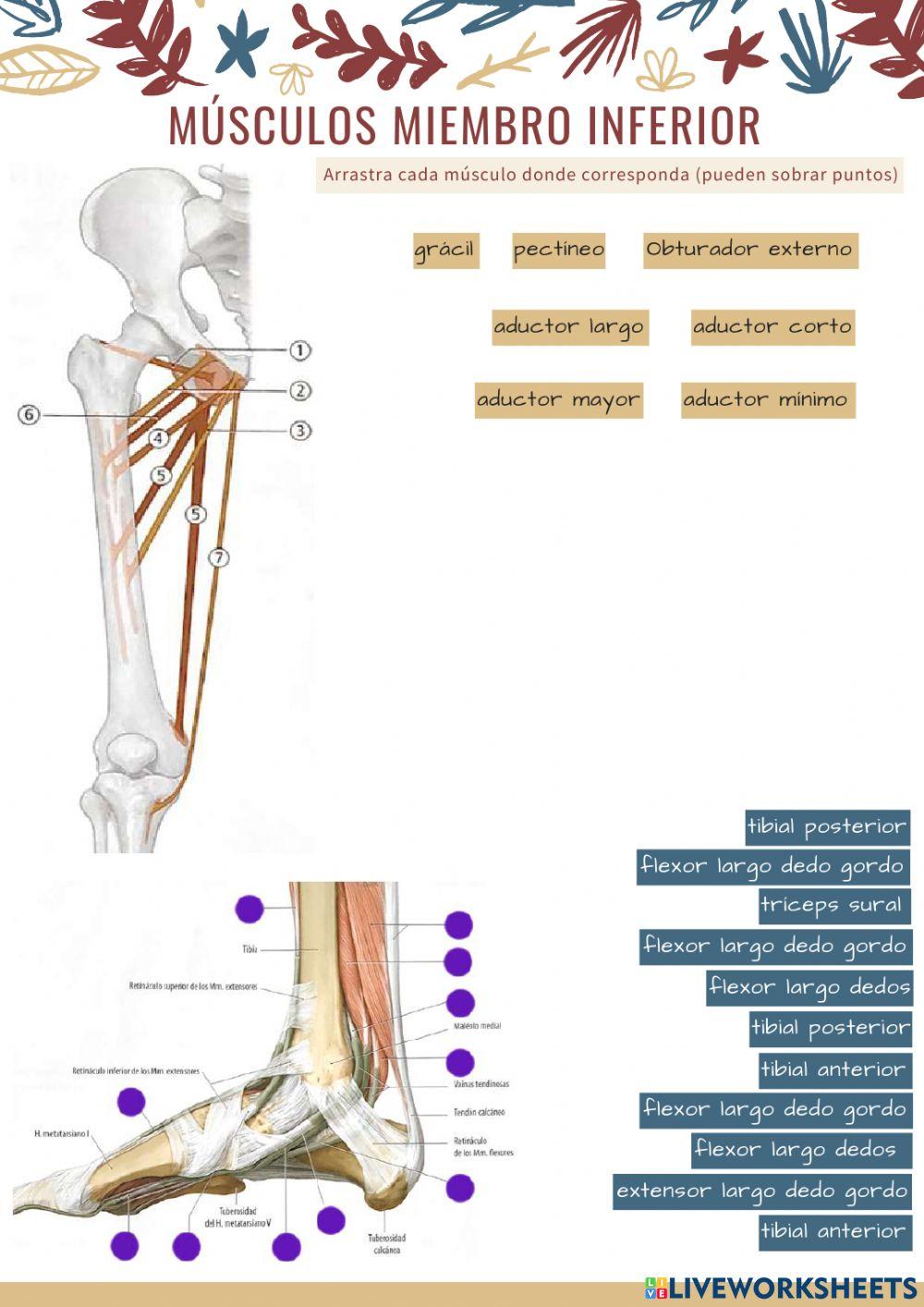 Músculos extremidad inferior 4