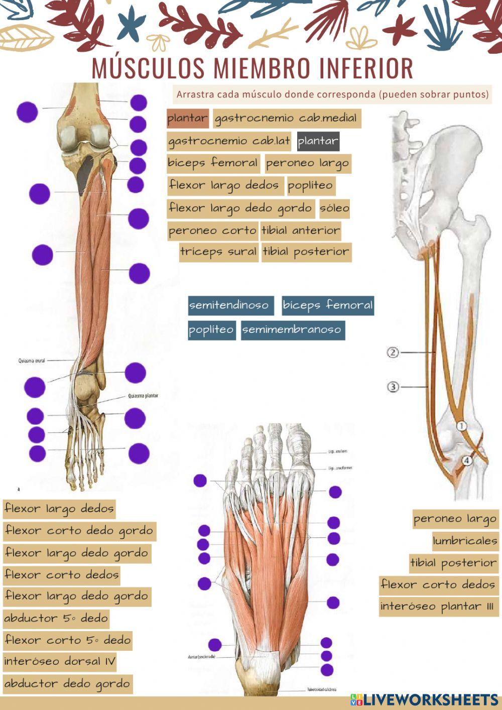 Músculos extremidad inferior 4