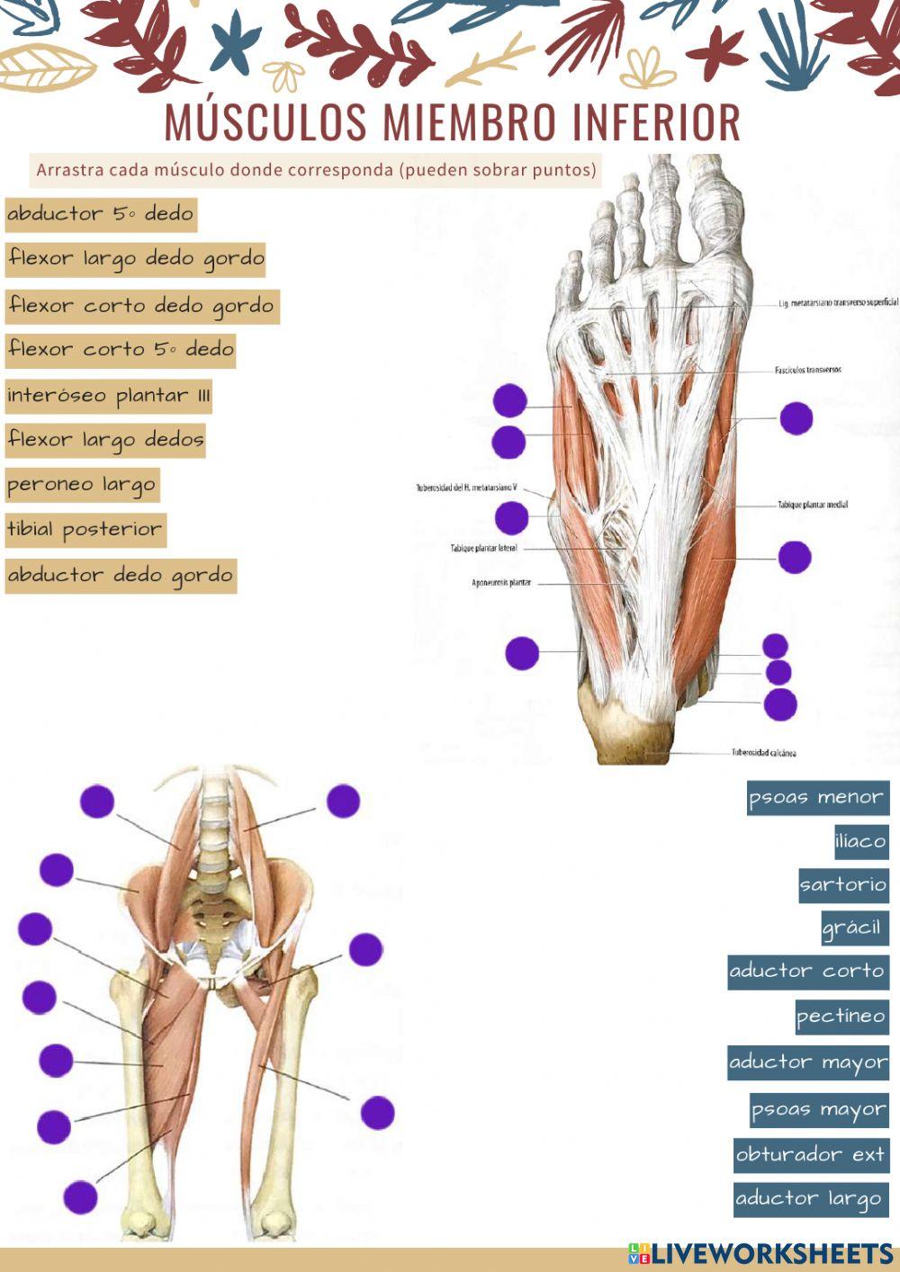 Músculos extremidad inferior 4