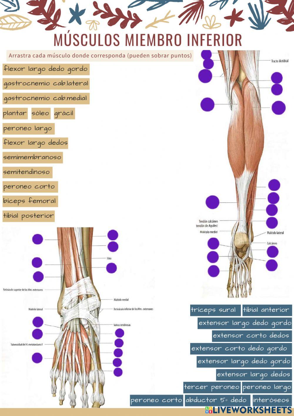 Músculos extremidad inferior 4