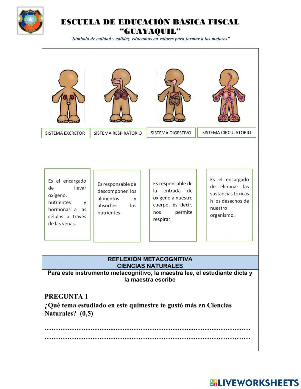 Examen quimestral nee