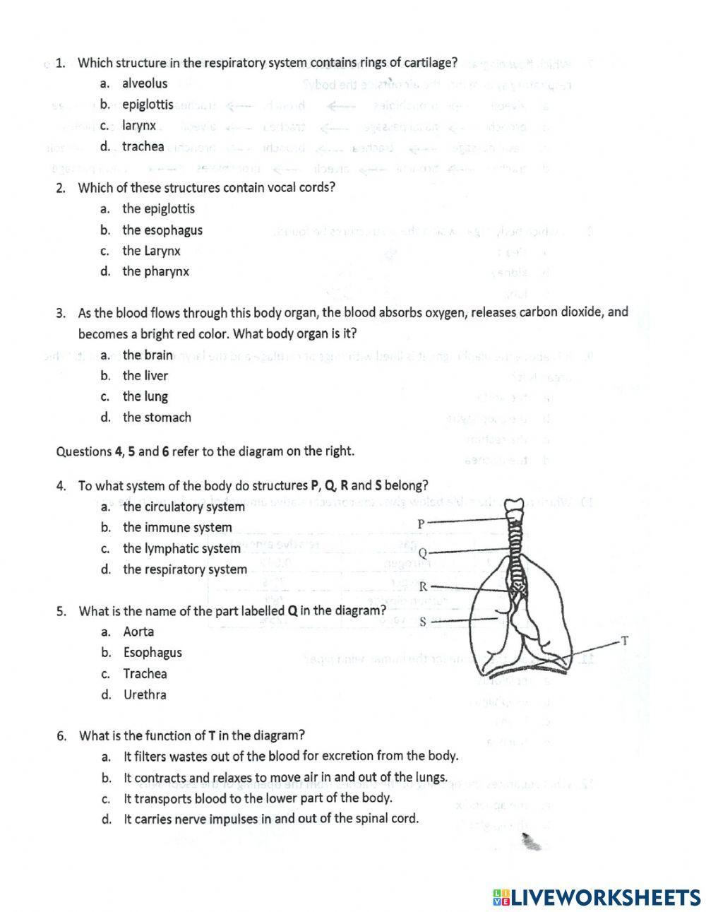 Intro to Respiratory system