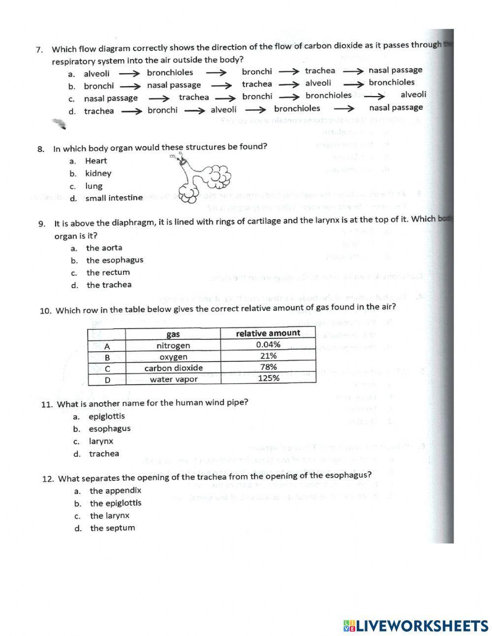 Intro to Respiratory system