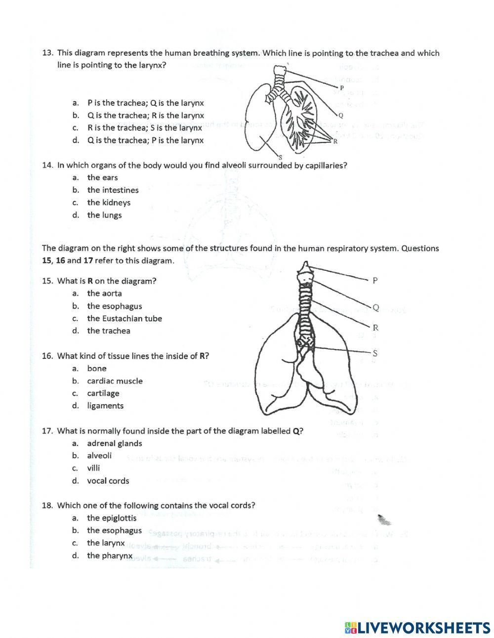 Intro to Respiratory system