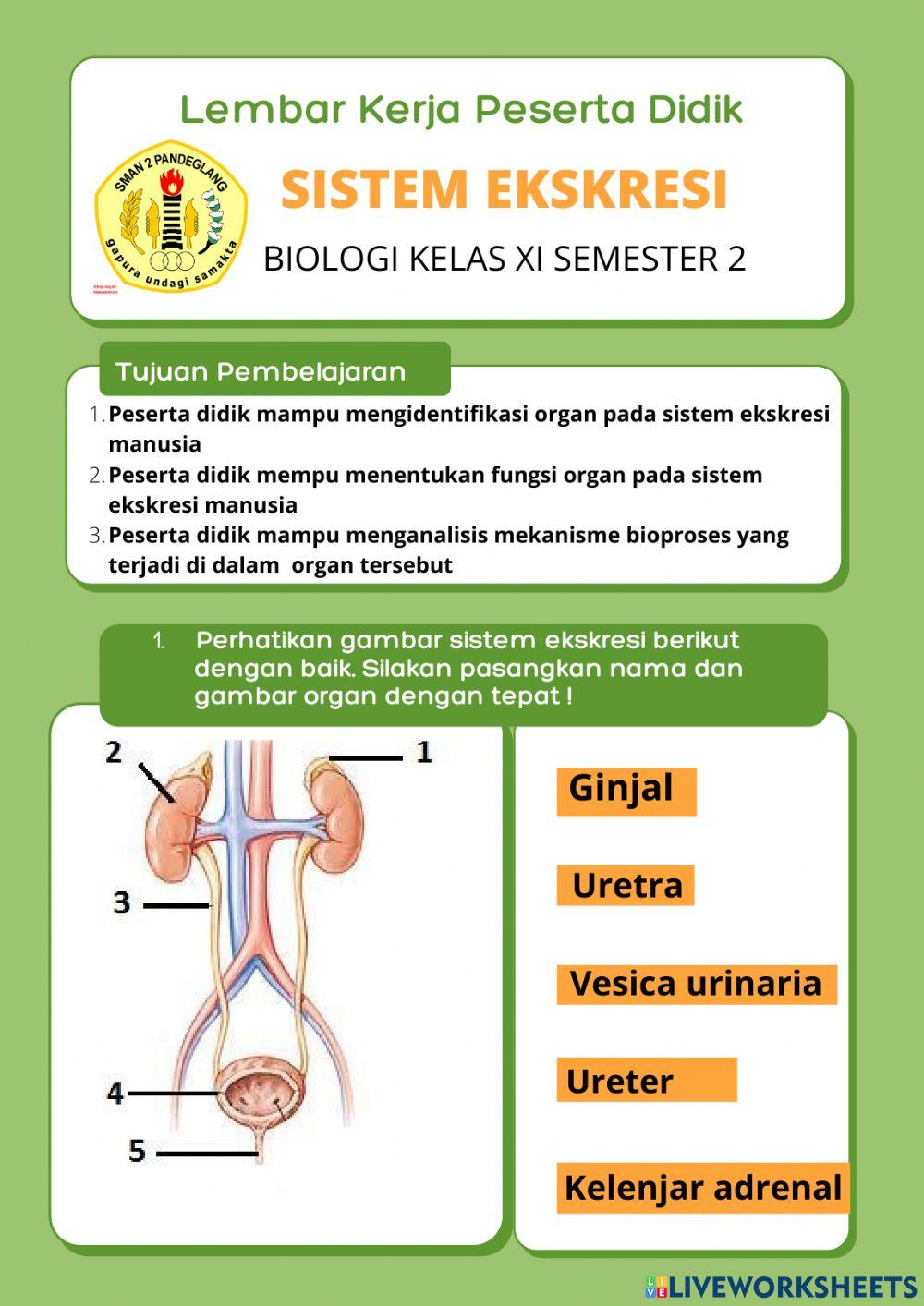 LKPD Sistem Eksresi Manusia