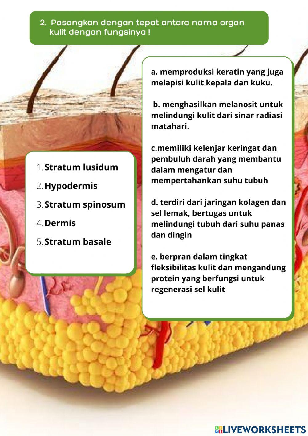 LKPD Sistem Eksresi Manusia