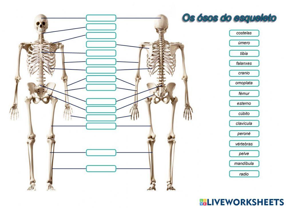 Os ósos do esqueleto