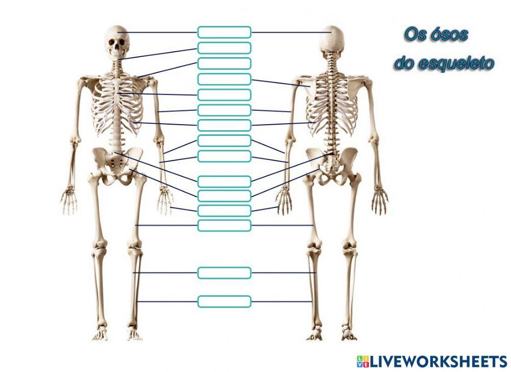 Os ósos do esqueleto