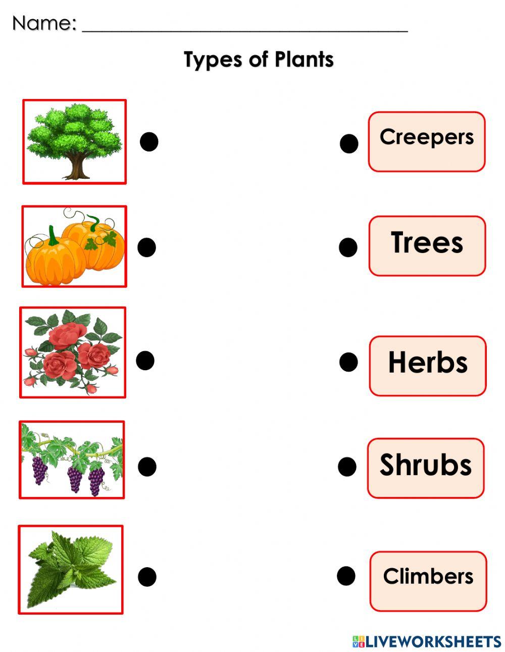 4173276-types-of-plants-aisaarevalo-liveworksheets