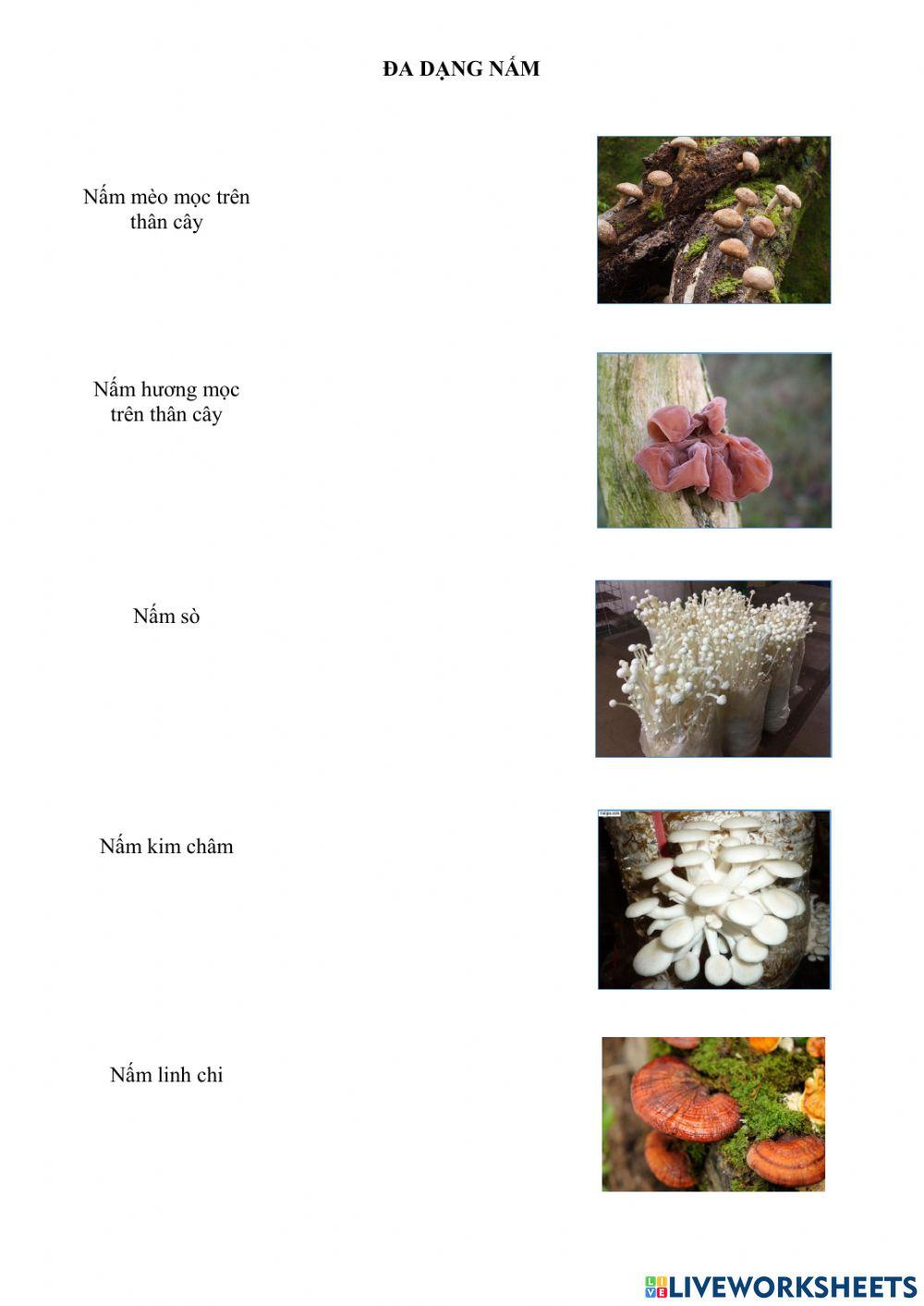 Đa dạng Nấm