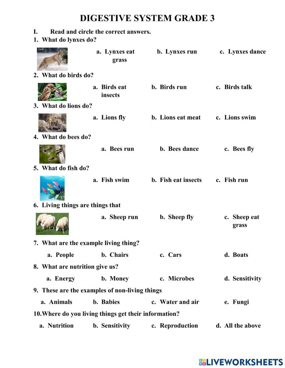 Digestive system grade 3