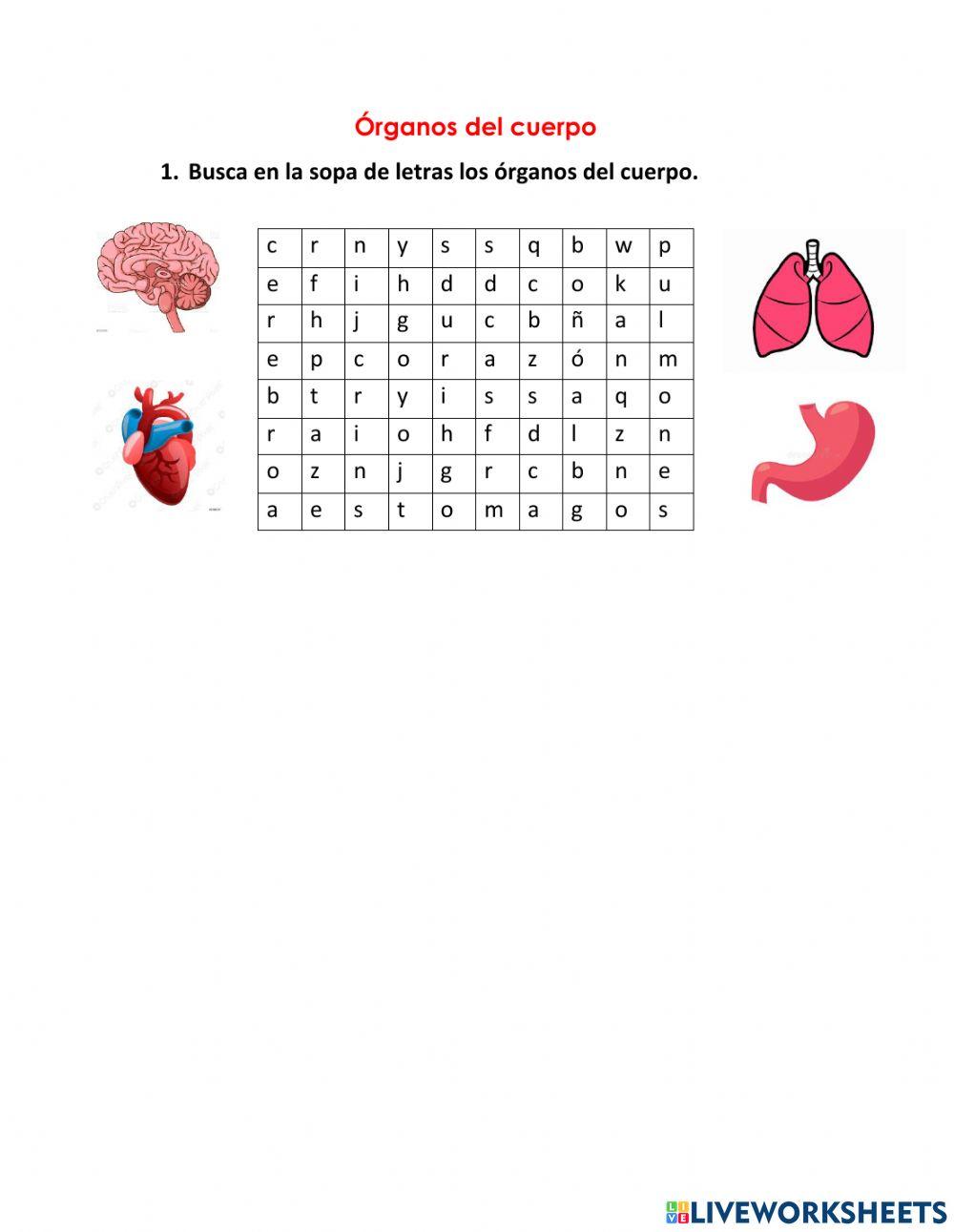Órganos del cuerpo humano