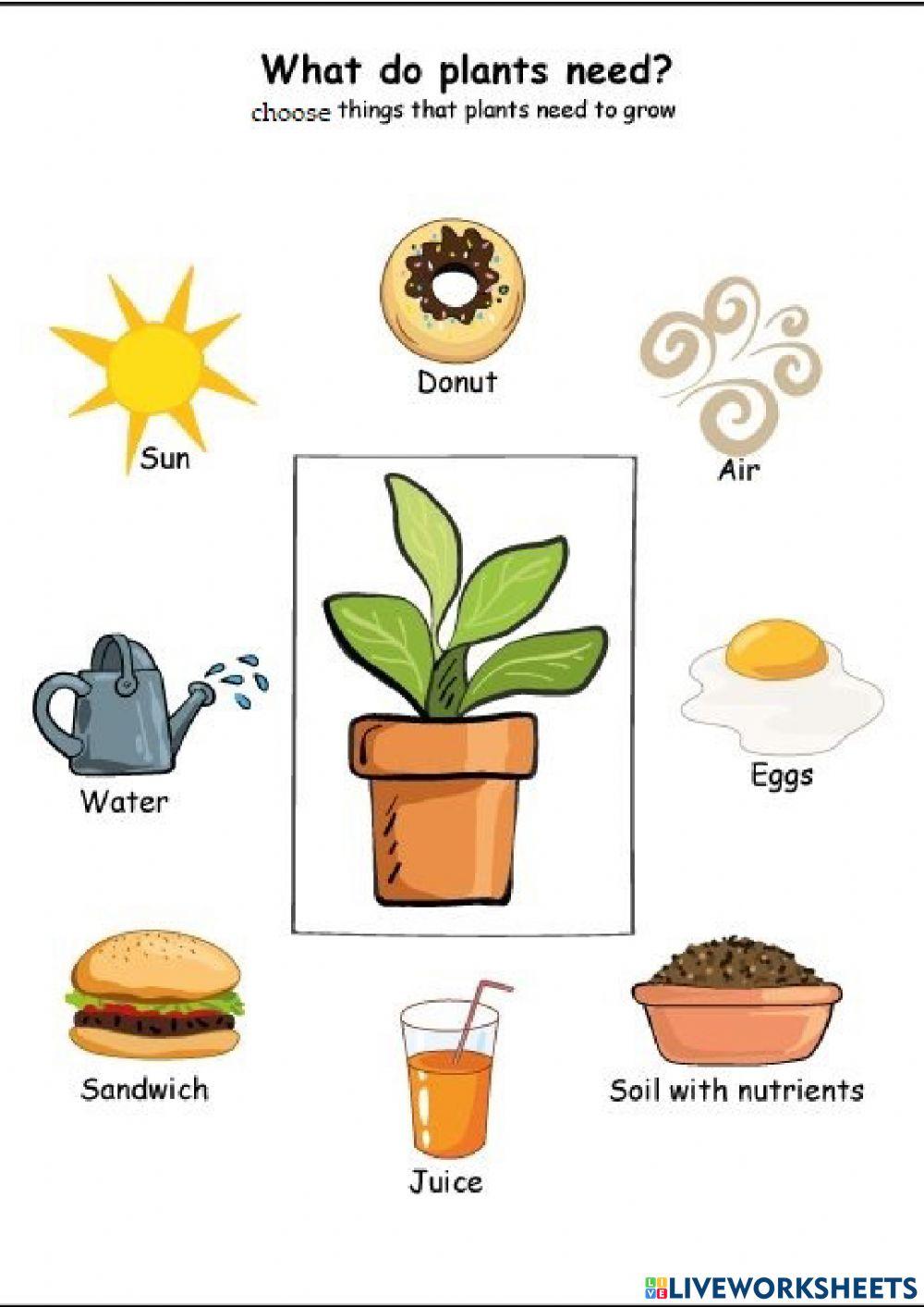 Plants Needs Plants Needs