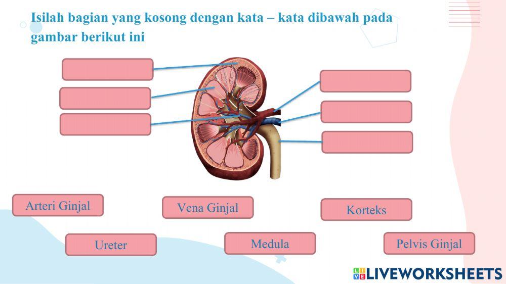 Sistem ekskresi ginjal