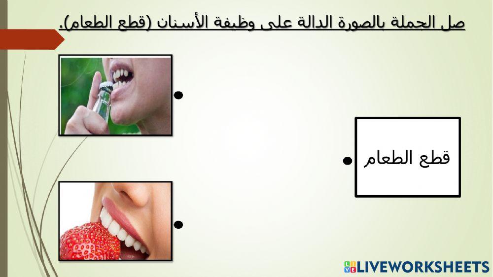 وظيفة الأسنان