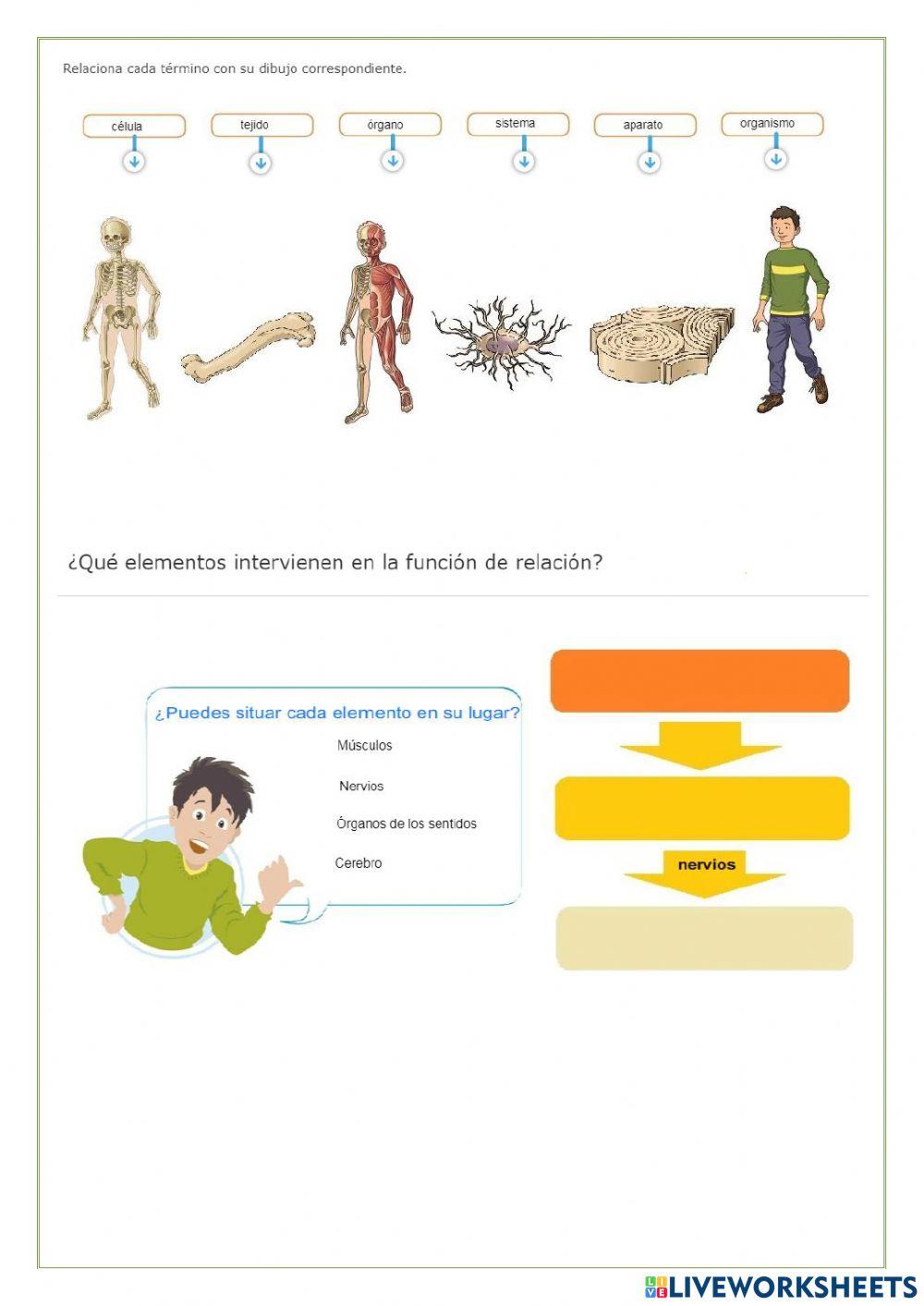 Las funciones de (nutrición, relación y reproducción