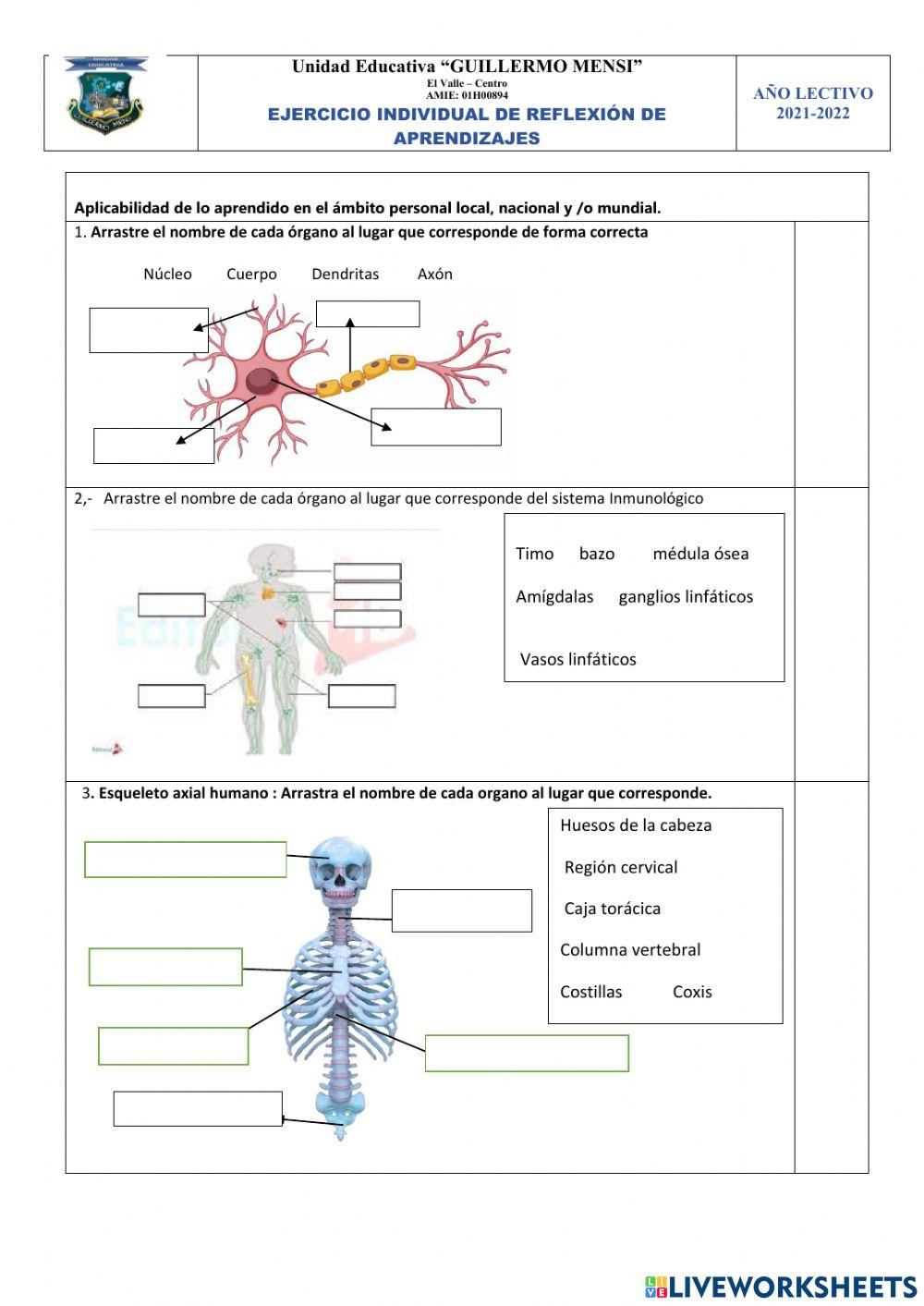 Examen de Anatomía