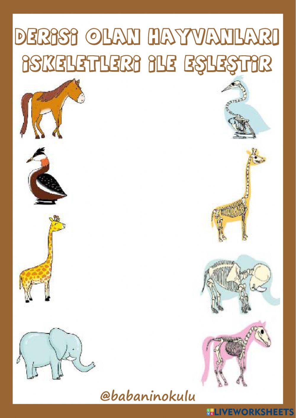 5 DUYU ORGANI: DERİ