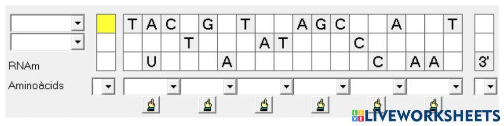 Transcripción y traducción ADN