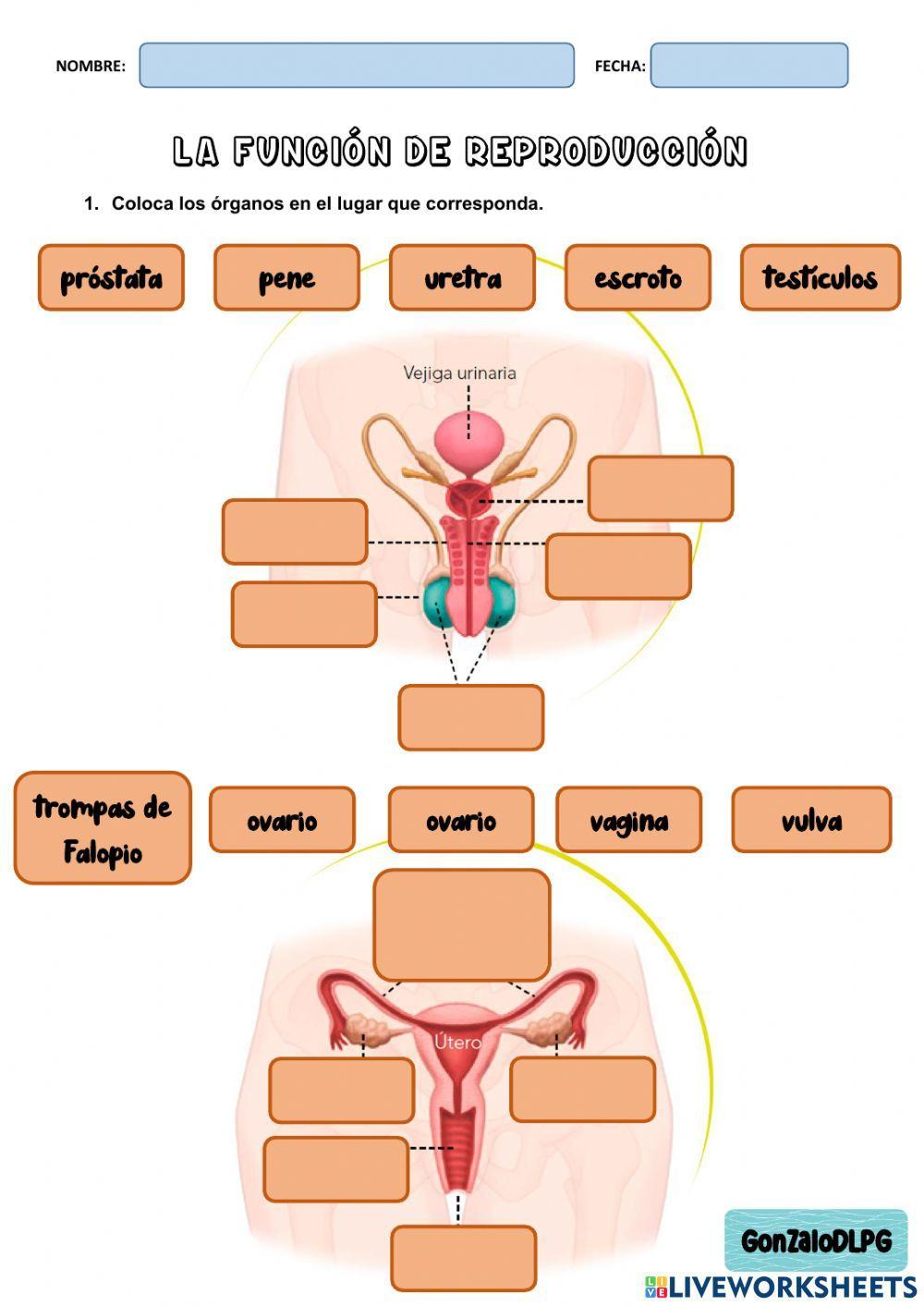 Órganos aparatos reproductores