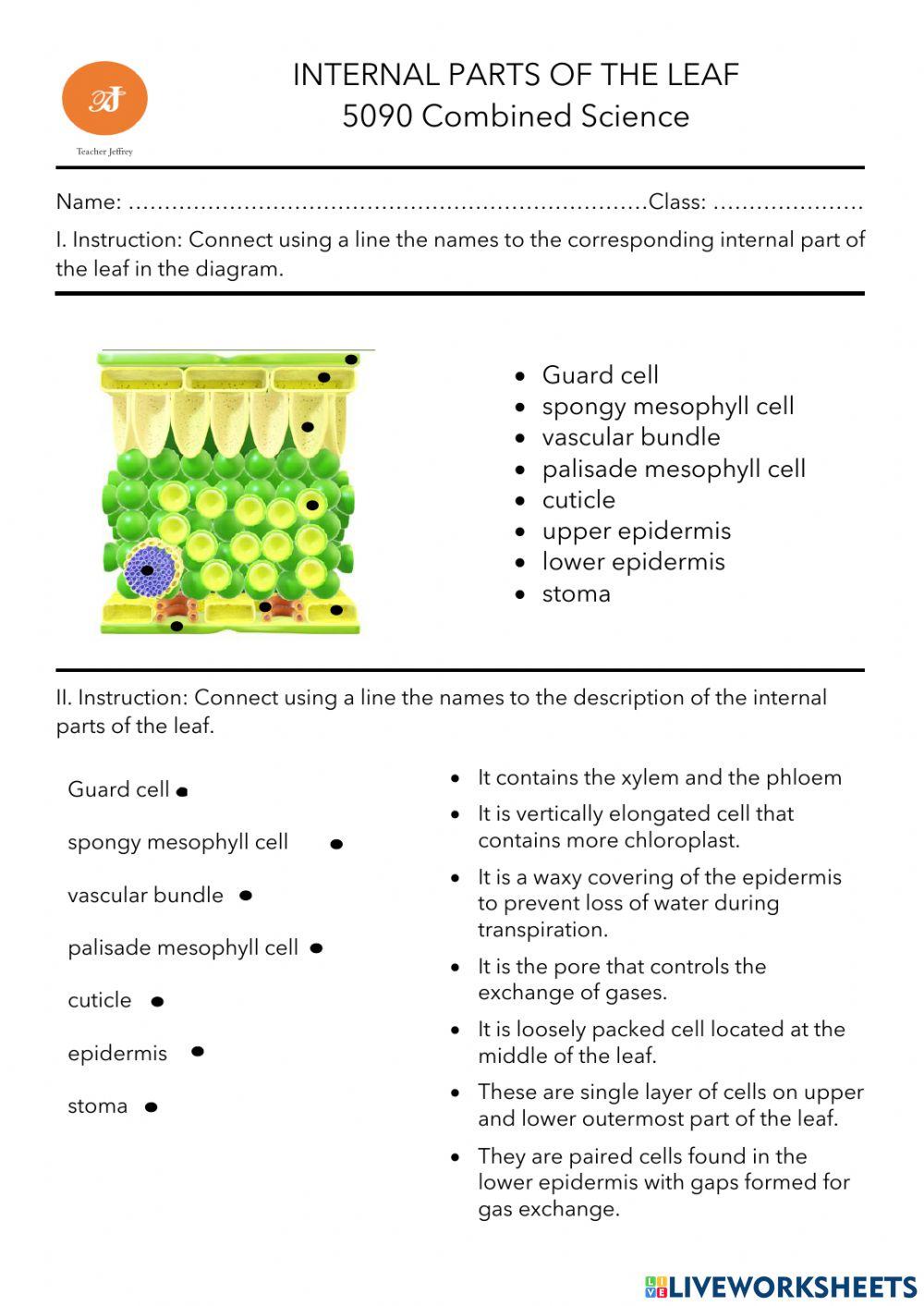 Internal Parts of the Leaf