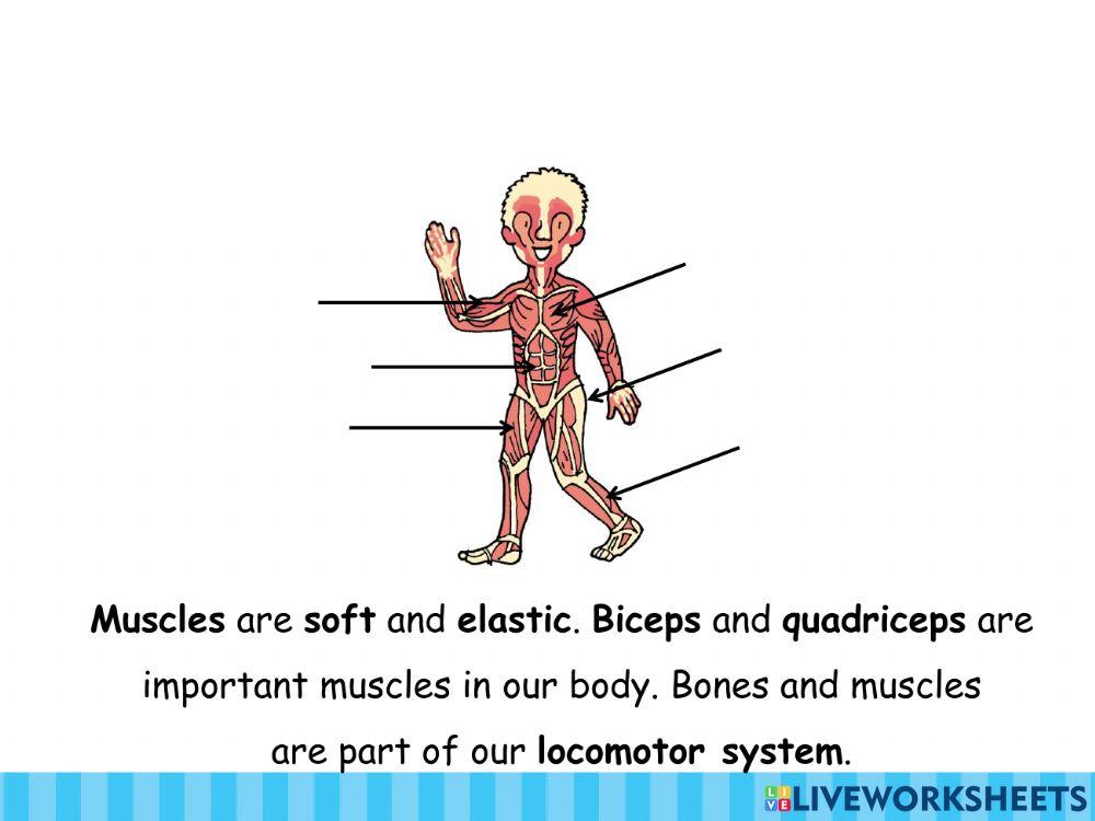 Our locomotor system