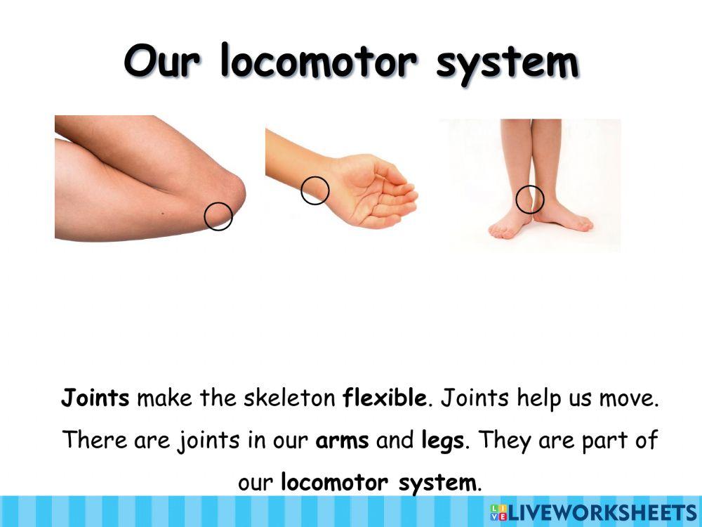 Our locomotor system