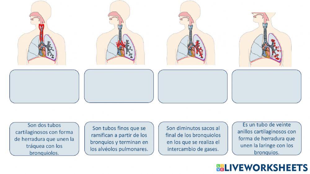 Definiciones aparato respiratorio