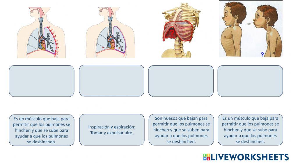 Definiciones aparato respiratorio