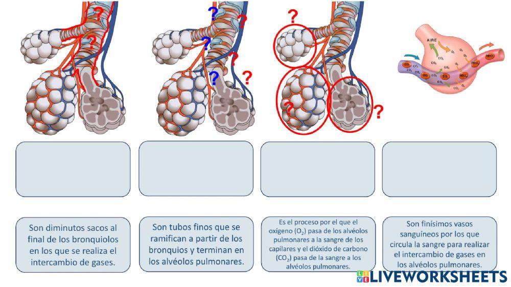 Definiciones aparato respiratorio