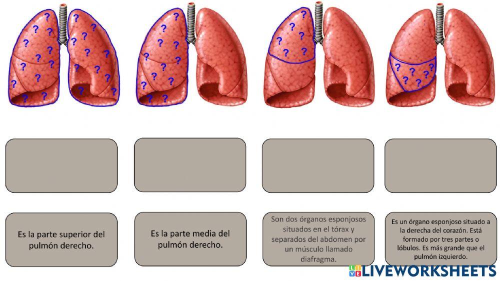 Definiciones aparato respiratorio