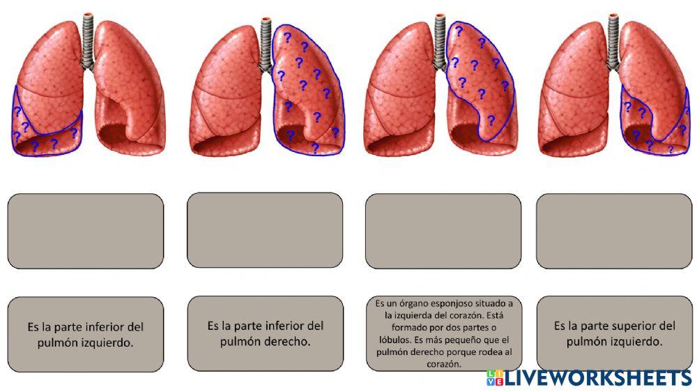 Definiciones aparato respiratorio