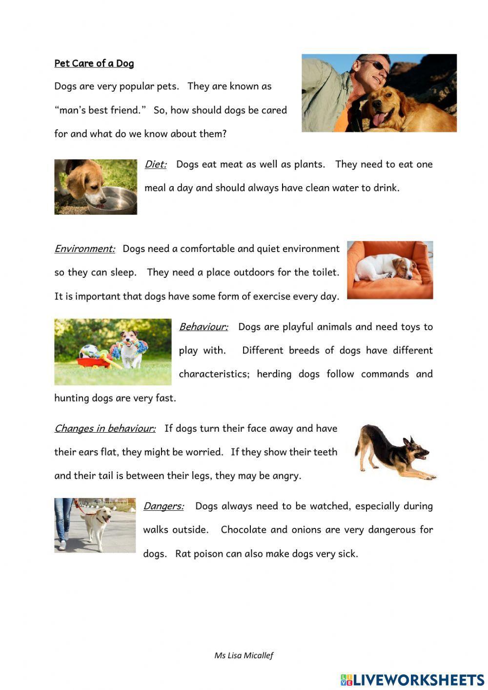 Pet Care of Dogs