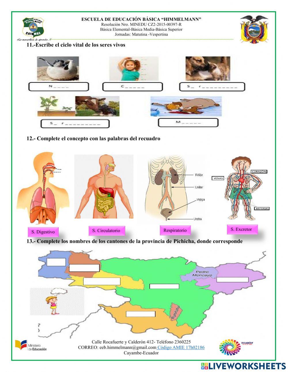 Evaluación Himelman