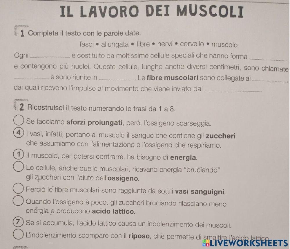 Il lavoro dei muscoli