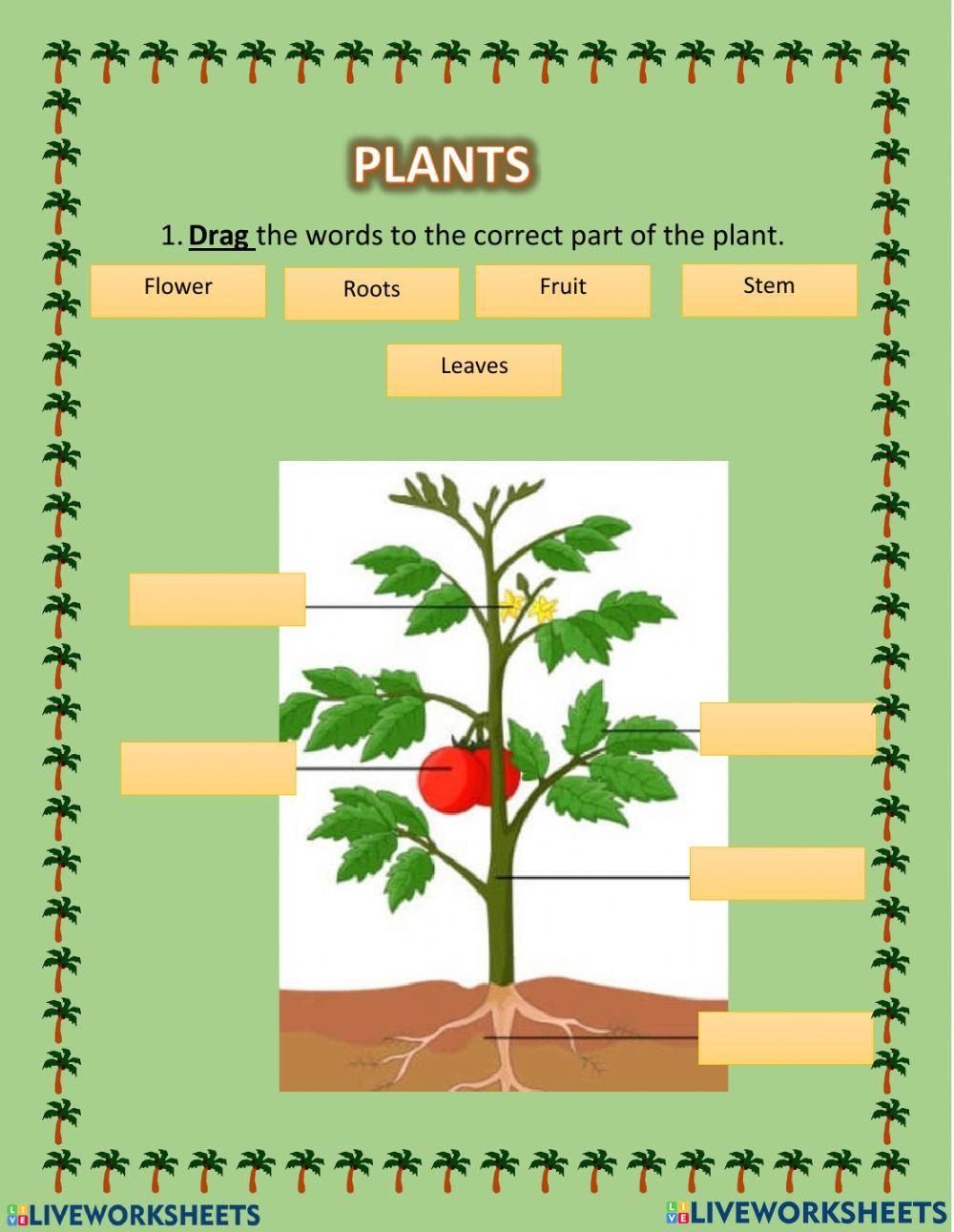 Parts of a plant and its functions