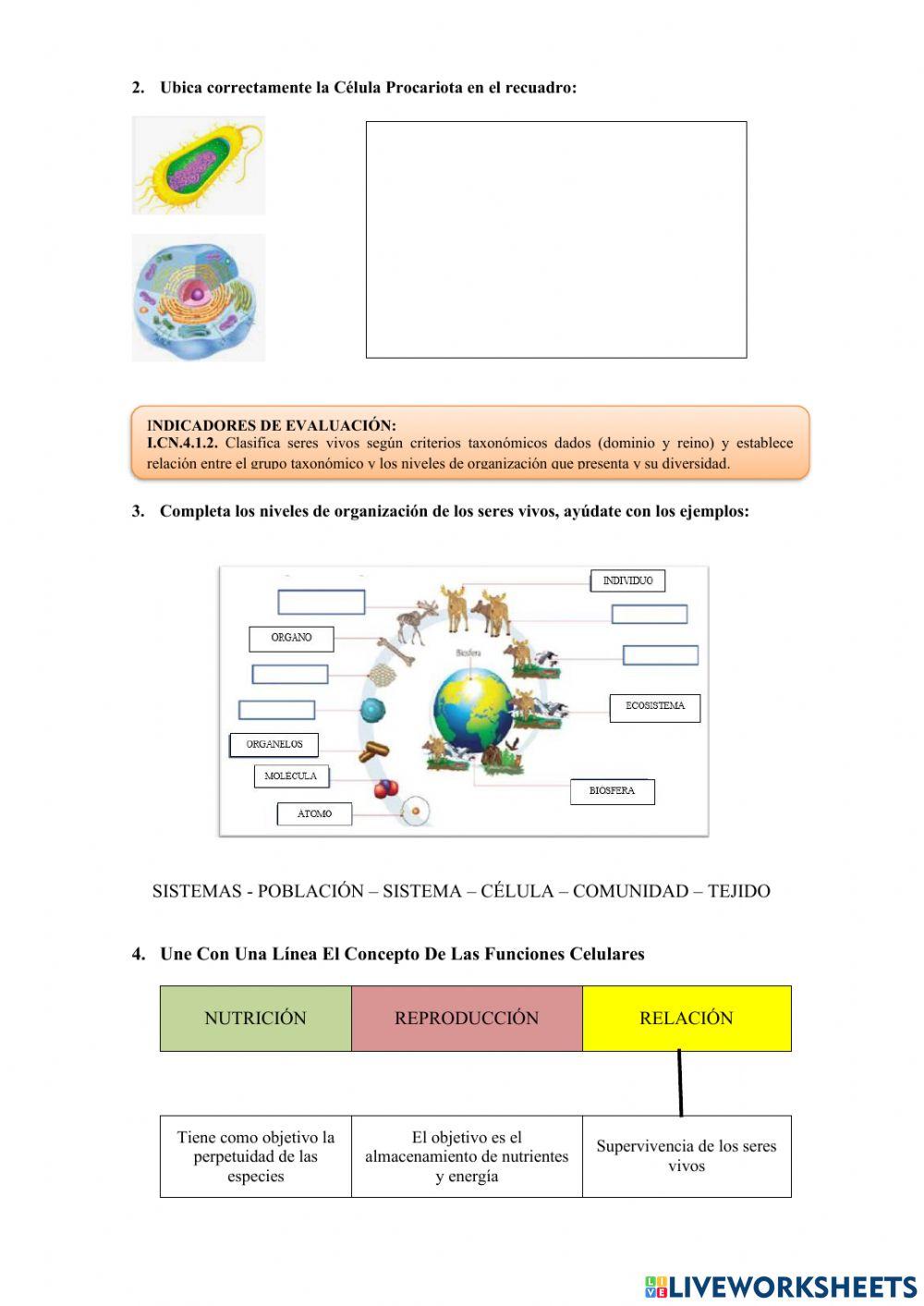Examen de ccnn 8vos