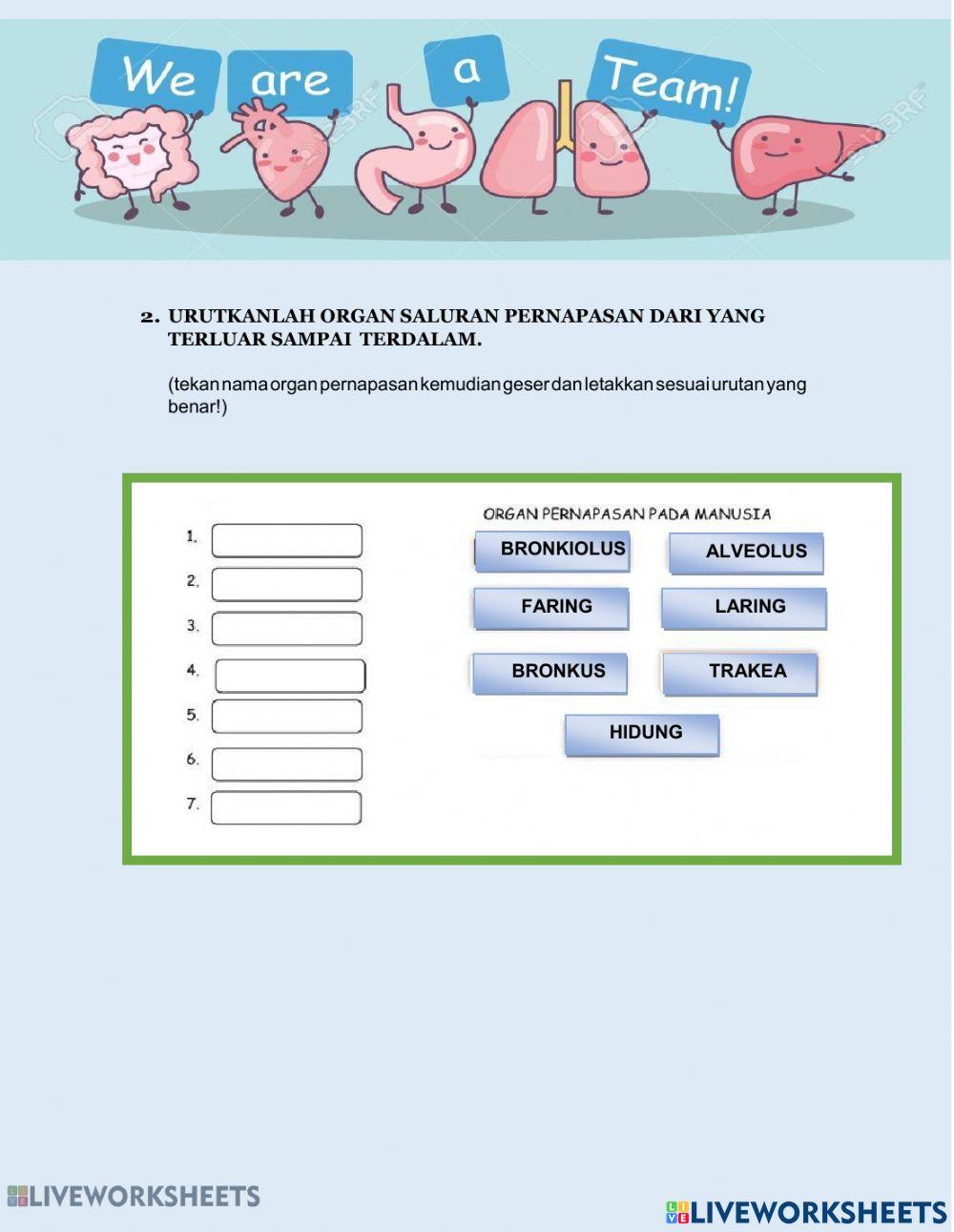 Sistem pernapasan manusia