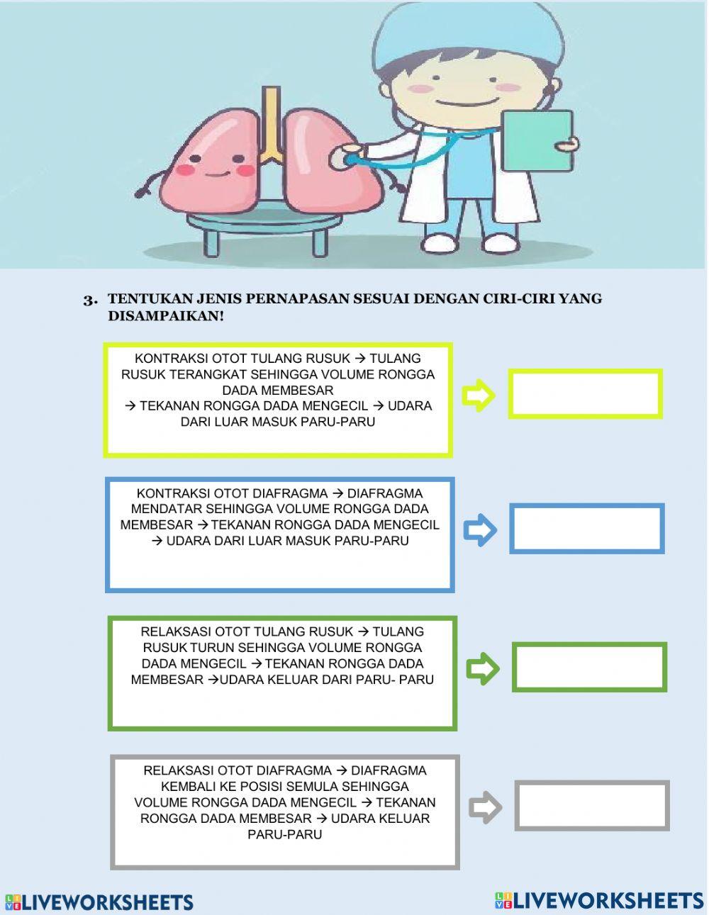 Sistem pernapasan manusia