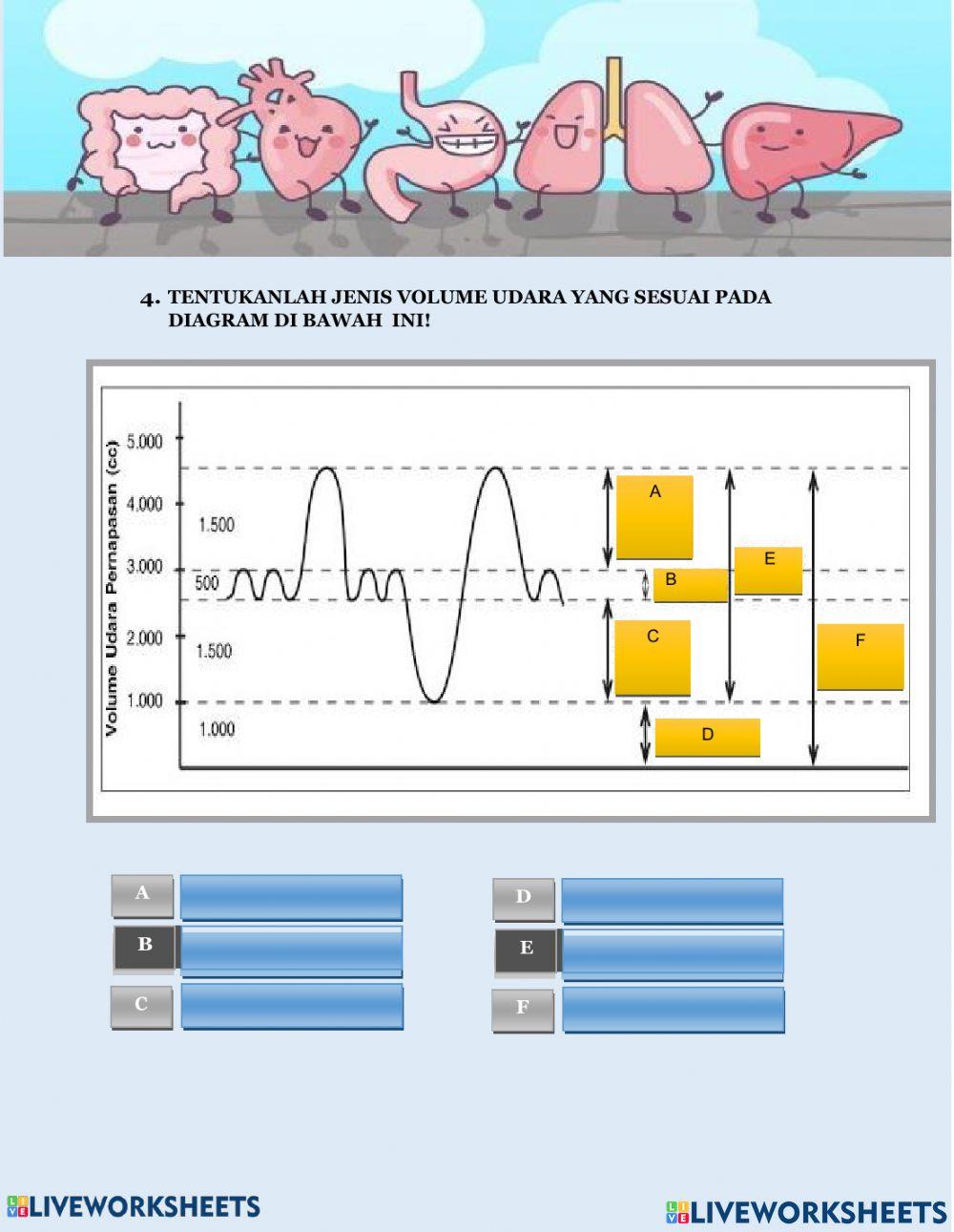 Sistem pernapasan manusia