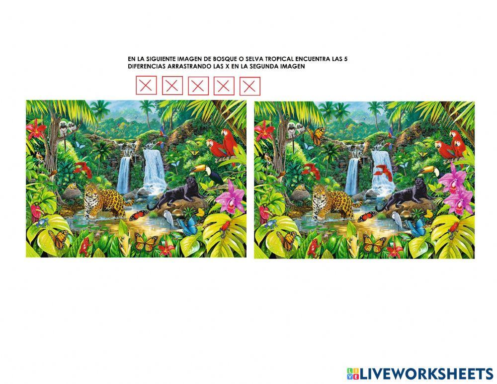 Semejanzas y diferencias Selva