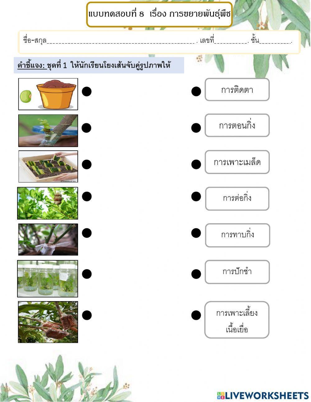 แบบฝึกหัดที่8 เรื่อง การขยายพันธุ์พืช